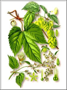 Хмель-Humulus Iupulus L